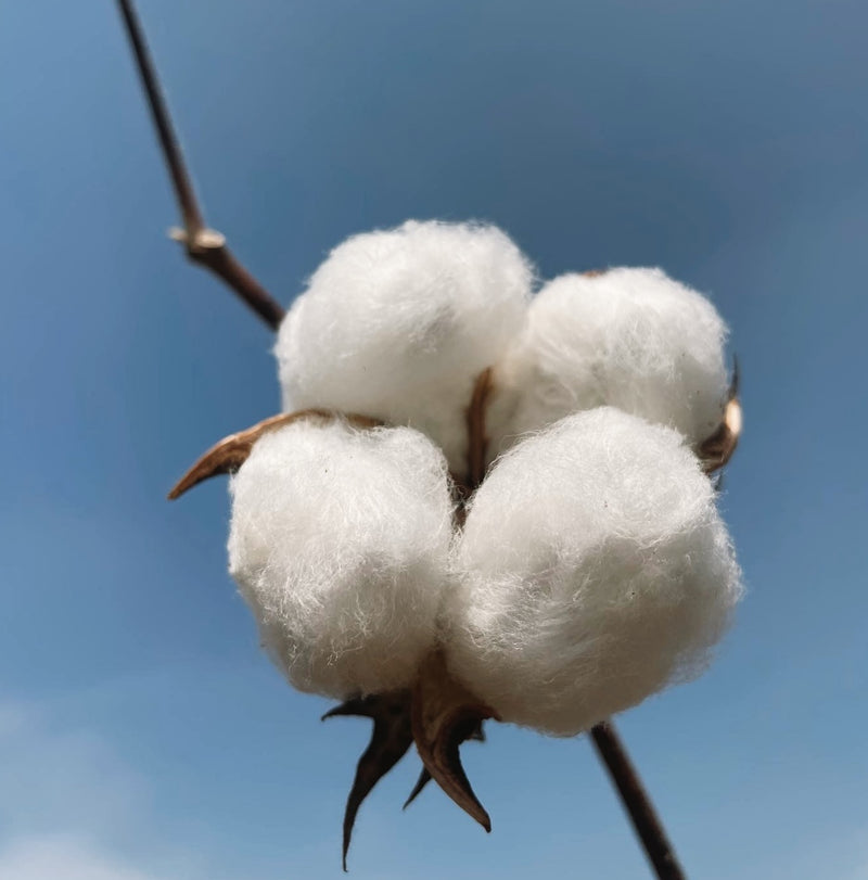Raw cotton balls on plant against a blue sky