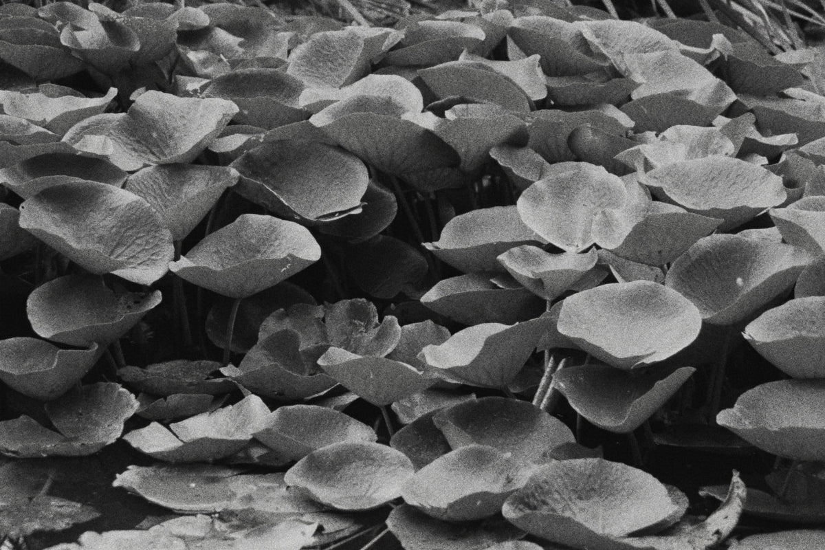 Lilypads in black and white film 
