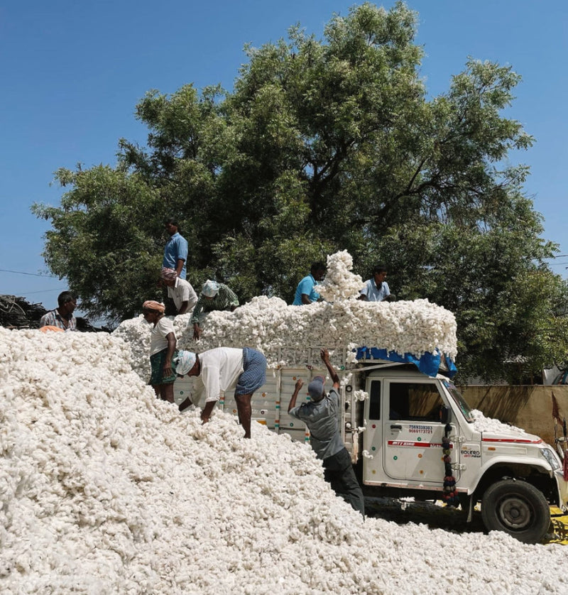 People loading cotton onto a truck under a tree